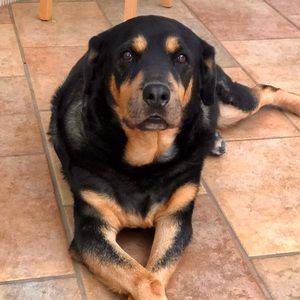 Meet your Posher, Cris